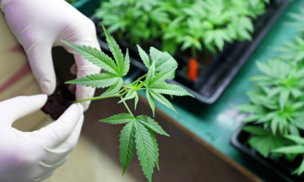 cannabis stocks Avant Brands AVTBF
