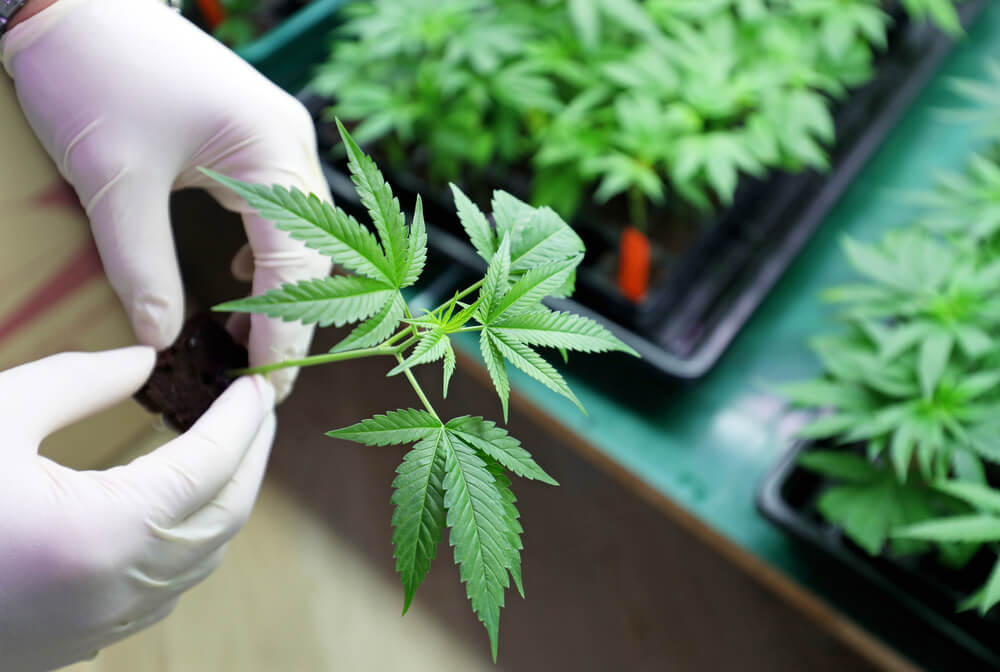 Aurora Cannabis Stock Is Too High After NYSE Listing