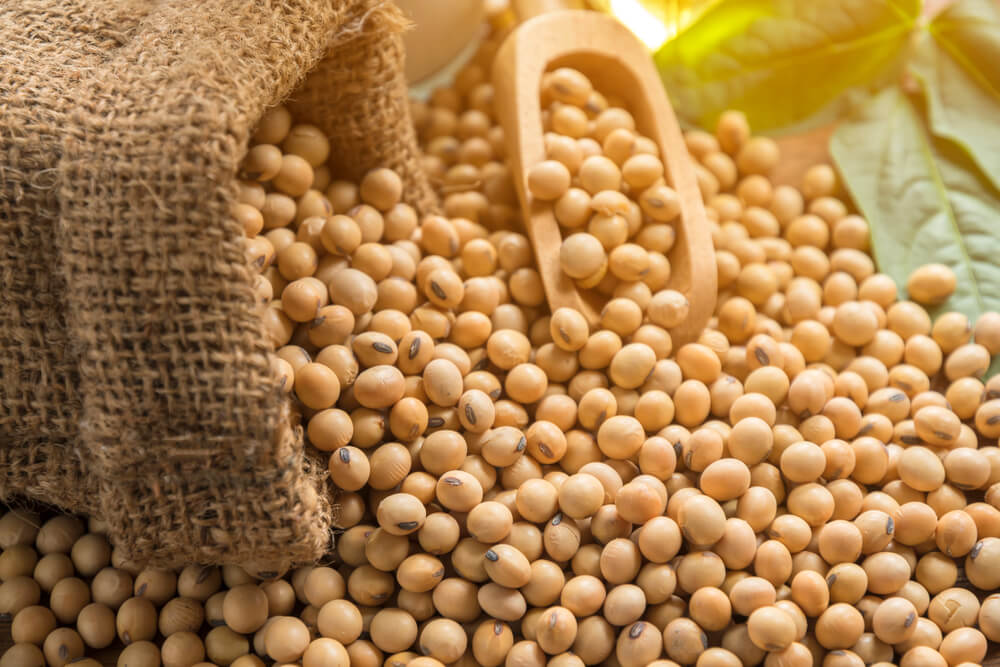 US Farmers Store Record Soybean Crop as China Trade War Weighs