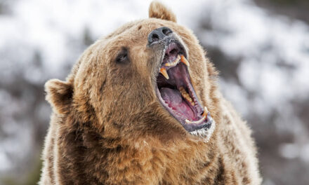 cash stocks bear non invest