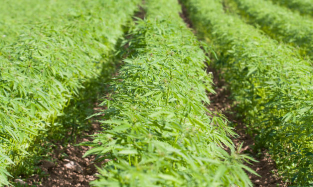 Congress Approves Legal Hemp, $400 Billion for Farmers, Forests, Poor