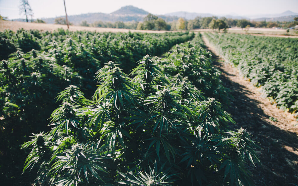 Bright Green Corp.’s Epic Crash — Time to Buy BGXX?