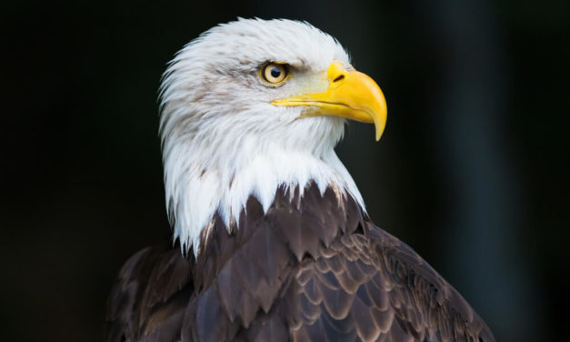 Trump Admin Restructures Endangered Species Act to Ease Regulation