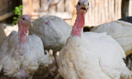 turkey