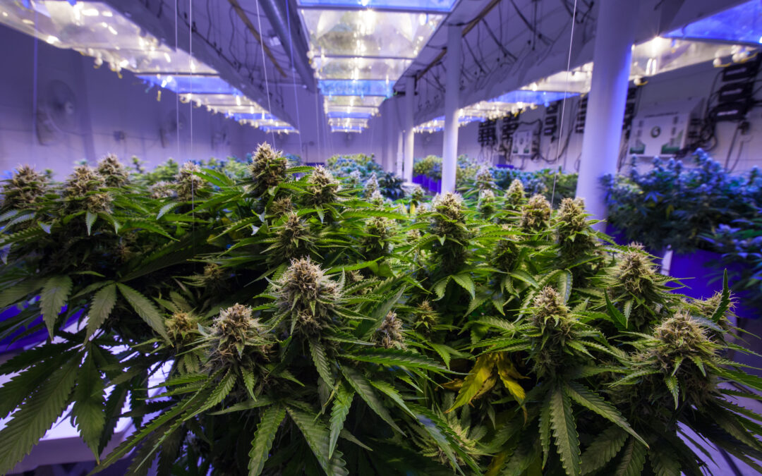 GrowGeneration (GRWG) Stock: What’s Behind Cannabis Company’s Share Price Whiplash