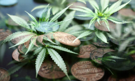 Smart Cannabis Corp. stock Marijuana Market Update 1933 Industries stock High Tide HITI cannabis stock