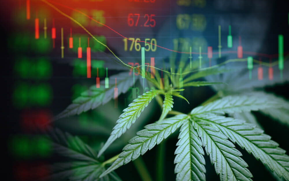 The Cannabis & Psychedelic Long-Game: Don’t Do This