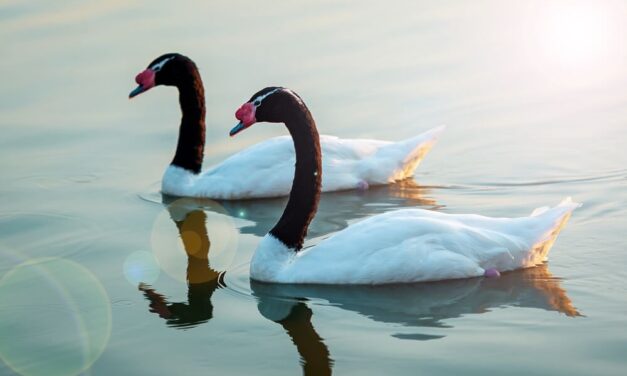 Before You Get Hung Up on Black Swans…