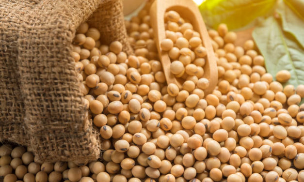 US Farmers Store Record Soybean Crop as China Trade War Weighs