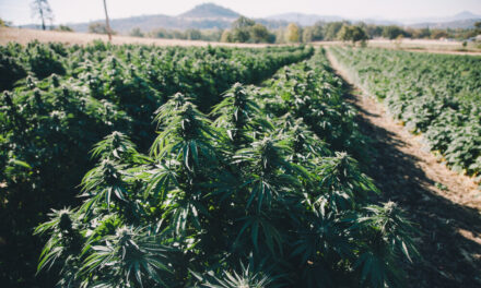 cannabis grow supply stocks GRWG SMG HYFM AGFY