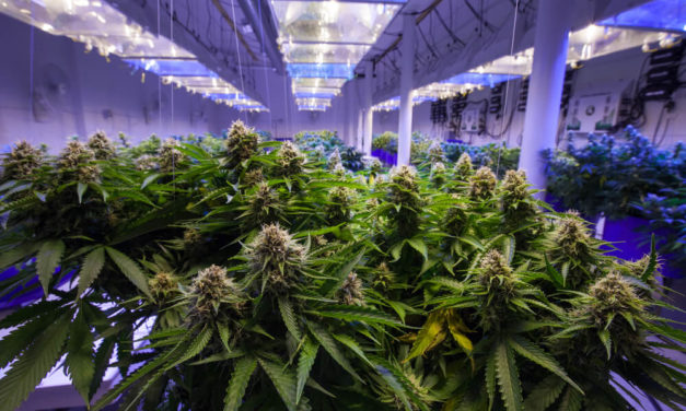 Utah Farmers, Entrepreneurs Vie for Hot Ticket to Grow Medical Pot