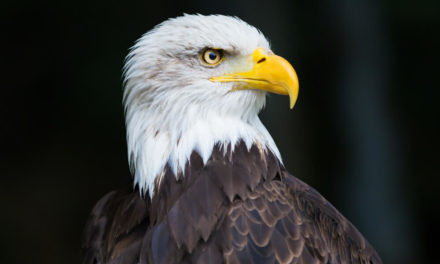 endangered species Trump