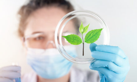 medical cannabis stocks