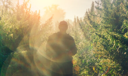 GrowGeneration cannabis watchlist Village Farms stock