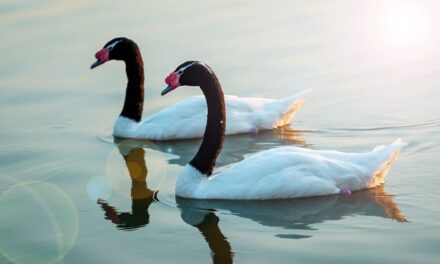 black-necked swan black swan